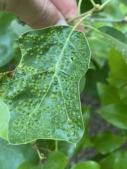 Callirhytis bipapillata