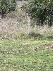 Rhipidura fuliginosa penita