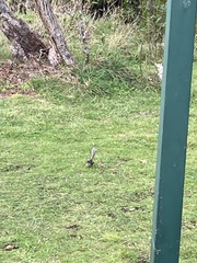 Rhipidura fuliginosa penita