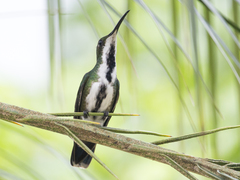 Anthracothorax prevostii