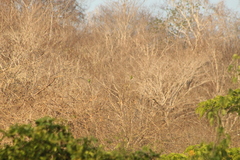 Eupsittula canicularis