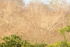 Eupsittula canicularis