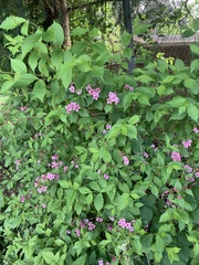 Weigela hortensis