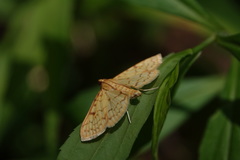Blepharomastix ranalis