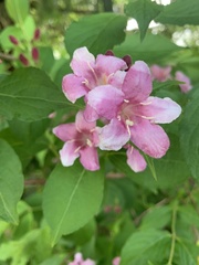 Weigela hortensis