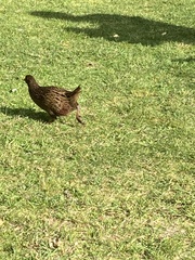 Gallirallus australis hectori