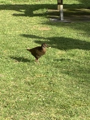 Gallirallus australis hectori