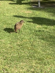 Gallirallus australis hectori