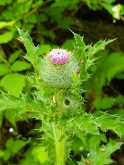 California Thistle (Cirsium brevistylum)