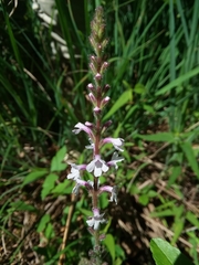 Verbena carnea