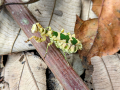 Callibia diana