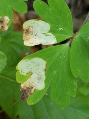Phytomyza aquilegiae group