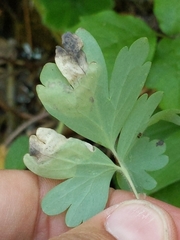 Phytomyza aquilegiae group
