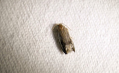 Proteoteras naracana
