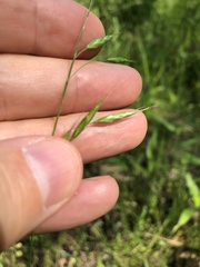 Bromus racemosus