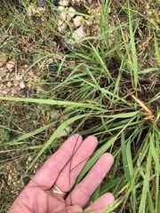 Schedonnardus paniculatus