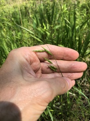 Bromus racemosus