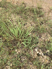 Schedonnardus paniculatus