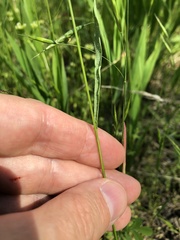 Bromus racemosus