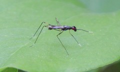 Rainieria antennaepes