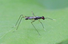 Rainieria antennaepes