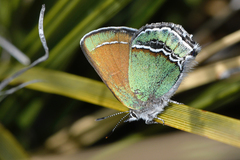 Callophrys mcfarlandi
