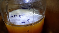 Saccharomyces cerevisiae