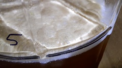 Saccharomyces cerevisiae