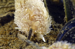 Aeolidia papillosa image