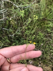 Spermolepis inermis
