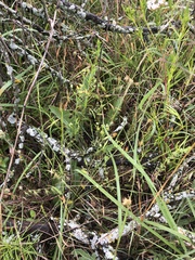 Spermolepis inermis