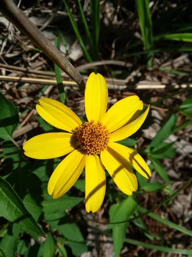 Image of Heliopsis gracilis by (c) Will McFarland, some rights reserved (CC BY)
