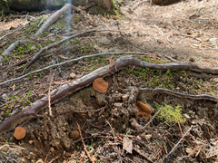 Discinaceae