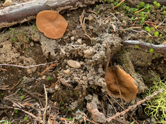 Discinaceae