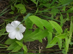 Calystegia spithamaea