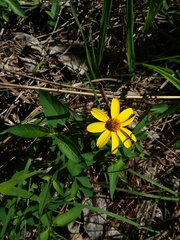 Heliopsis gracilis