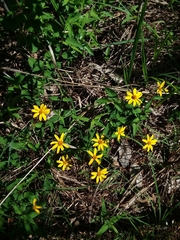 Heliopsis gracilis