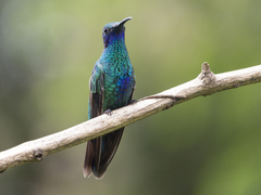 Colibri coruscans