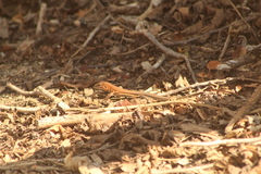 Aspidoscelis guttatus