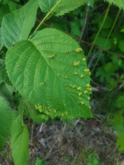 Taphrina ulmi