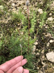 Dalea tenuis