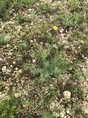 Dalea tenuis