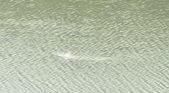 Atractosteus spatula