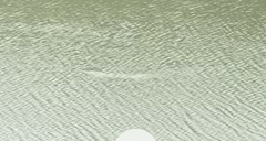 Atractosteus spatula