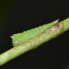 Stictocephala militaris