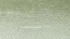 Atractosteus spatula