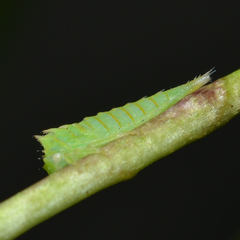 Stictocephala militaris