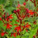 Cardinal Flower - Photo (c) mike_adamovic, some rights reserved (CC BY-NC), uploaded by mike_adamovic