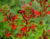 Cardinal Flower - Photo (c) mike_adamovic, some rights reserved (CC BY-NC), uploaded by mike_adamovic