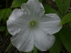 Calystegia spithamaea